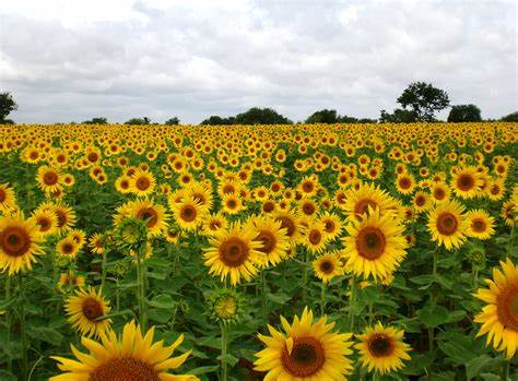 A lush green field filled with blooming yellow sunflowers.